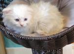 Cricket - Munchkin Cat For Sale - Neosho&comma; MO&comma; US