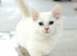 Louie - Munchkin Cat For Sale - Neosho&comma; MO&comma; US
