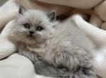 Noah Litter B - Himalayan Cat For Sale - Tampa&comma; FL&comma; US