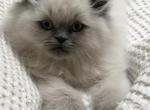 George Litter A - Himalayan Cat For Sale - Tampa&comma; FL&comma; US