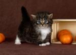Sien - Siberian Cat For Sale - Pembroke Pines&comma; FL&comma; US
