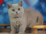 Kris - British Shorthair Cat For Sale - Pembroke Pines&comma; FL&comma; US