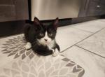 Kitten - American Shorthair Cat For Sale - MA&comma; US