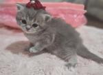 Beautiful Prada - British Shorthair Cat For Sale - Grand Rapids&comma; MI&comma; US