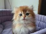 Zimfira chocolate golden chinchilla baby girl - Persian Kitten For Sale - Los Angeles&comma; CA&comma; US