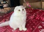 Ikar snow white scottish fold longhair boy - Scottish Fold Cat For Sale - Los Angeles&comma; CA&comma; US