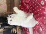 Inga snow white scottish fold longhair girl - Scottish Fold Cat For Sale - Los Angeles&comma; CA&comma; US