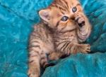 Richard little cheetah cub scottish straight tabby - Scottish Straight Cat For Sale - TX&comma; US
