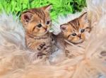 Rozy little cheetah cub scottish straight tabby - Scottish Straight Cat For Sale - TX&comma; US