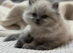 Elijah Litter B - Himalayan Cat For Sale - Tampa&comma; FL&comma; US