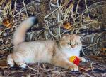 Aurika golden shell ny 12 scottish fold beauty - Scottish Fold Cat For Sale - TX&comma; US