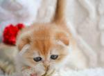 Vivi rare ny12 golden shell scottish fold babygirl - Scottish Fold Kitten For Sale - TX&comma; US