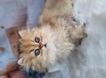 Gavrusha golden ticked british longhair - British Shorthair Cat For Sale - CA&comma; US