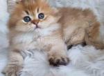 Goldie chocolate golden ticked british longhair - British Shorthair Kitten For Sale - CA&comma; US