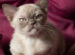 Rimbaud - Burmese Cat For Sale - Norwalk&comma; CT&comma; US
