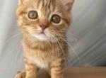 Uno cinnamon tabby scottish straight baby boy - Scottish Straight Cat For Sale - TX&comma; US