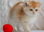 Umber ny 12 golden shell british shorthair - British Shorthair Cat For Sale - Houston&comma; TX&comma; US