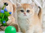 Vegas scottish straight golden shell ny 12 boy - Scottish Straight Cat For Sale - TX&comma; US