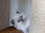 Wendy blue point scottish straight longhair - Scottish Straight Cat For Sale - TX&comma; US