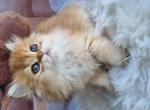 Gucci golden shaded ny11 british longhair baby boy - British Shorthair Kitten For Sale - CA&comma; US