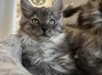 Smoke Grey girl - Maine Coon Cat For Sale - Chapel Hill&comma; NC&comma; US