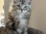 Tabby female - Maine Coon Cat For Sale - Chapel Hill&comma; NC&comma; US