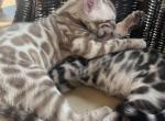Upcoming Litters - Bengal Kitten For Sale - MO&comma; US