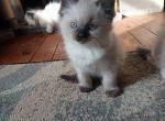 Willow - Ragdoll Cat For Sale - Bigmount&comma; PA&comma; US