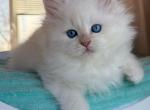 Sonya - Siberian Cat For Sale - Pembroke Pines&comma; FL&comma; US