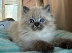 Stas - Siberian Cat For Sale - Pembroke Pines&comma; FL&comma; US