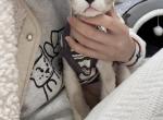 Mickey - Devon Rex Cat For Sale - San Jose&comma; CA&comma; US