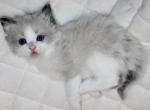 Charlie - Ragdoll Cat For Sale - Mount Joy&comma; PA&comma; US