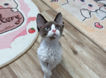 Miumiu - Devon Rex Cat For Sale - San Jose&comma; CA&comma; US