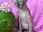 Truffle chocolate - Sphynx Cat For Sale - Brooklyn&comma; NY&comma; US