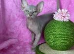 Isis - Sphynx Cat For Sale - Brooklyn&comma; NY&comma; US