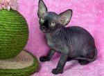 Pepper - Sphynx Cat For Sale - Brooklyn&comma; NY&comma; US