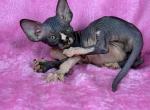 Pino - Sphynx Cat For Sale - Brooklyn&comma; NY&comma; US
