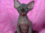 Pixel - Sphynx Cat For Sale - Brooklyn&comma; NY&comma; US