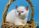 Harley - British Shorthair Cat For Sale - Pembroke Pines&comma; FL&comma; US