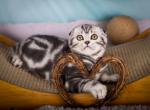 Indigo - Scottish Fold Cat For Sale - Hollywood&comma; FL&comma; US