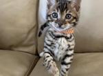Oba - Bengal Cat For Sale - Brooklyn Park&comma; MN&comma; US