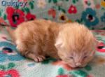 Quigley - Siberian Cat For Sale - Clintwood&comma; VA&comma; US