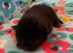Pippa - Siberian Cat For Sale - Clintwood&comma; VA&comma; US