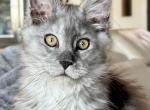 Black Smoke Female breeding rights - Maine Coon Cat For Sale - Boerne&comma; TX&comma; US