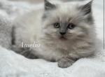 Amelia Litter B - Himalayan Cat For Sale - Tampa&comma; FL&comma; US
