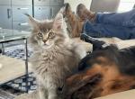 Boom breeding rights - Maine Coon Cat For Sale - Boerne&comma; TX&comma; US