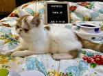 KING Genetic Perfection Show Quality - Exotic Cat For Sale - Pineville&comma; LA&comma; US
