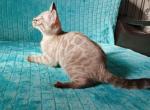 Bella - Bengal Cat For Sale - Norwalk&comma; CT&comma; US