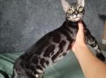 Cris - Bengal Cat For Sale - Norwalk&comma; CT&comma; US