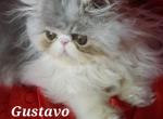 Gustavo - Persian Cat For Sale - Lemont&comma; IL&comma; US